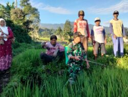 Pendampingan Babinsa Koramil Pulosari di Sektor Pertanian Sebagai Upaya Mensukseskan Ketahanan Pangan